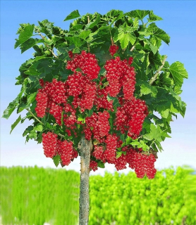 Sadenica červených ríbezlí s holým koreňom, 80-100 cm